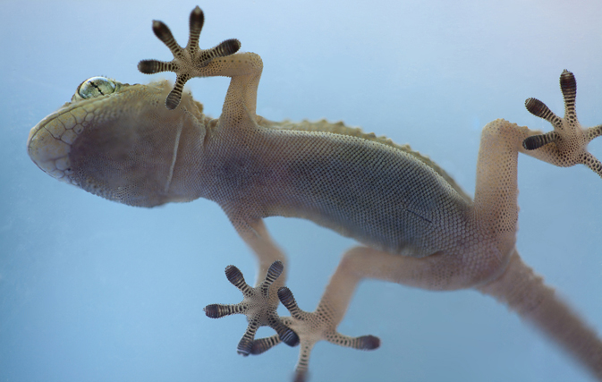 WestJet finds passenger's lost pet gecko, owner wants policy change