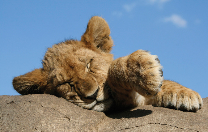 Intrepid asks tourists to ‘walk away’ from lion walks on World Lion Day