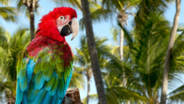 Sunwing Vacations announces launch of Sudbury-Punta Cana service