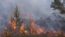 Wildfires burn in Portugal, southern France