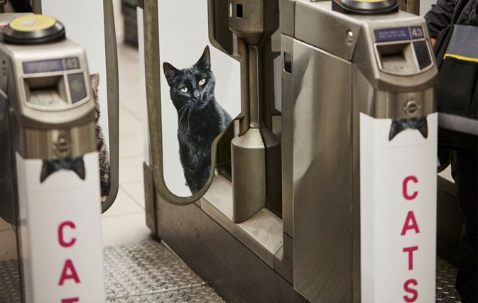 Adorable cats take over London tube station