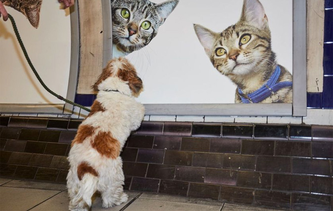  Adorable cats take over London tube station