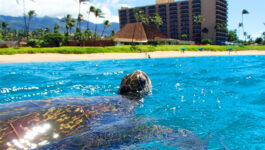 Royal Lahaina Resort will fill your clients with that Maui love