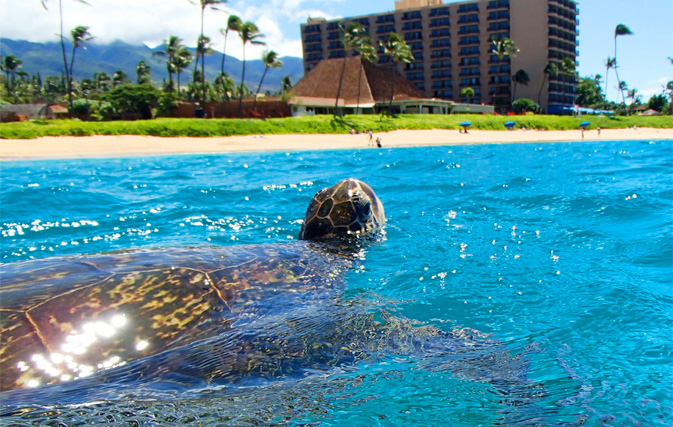 Royal Lahaina Resort will fill your clients with that Maui love