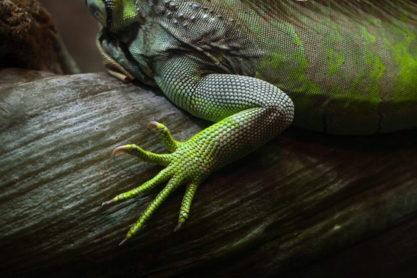 Iguana