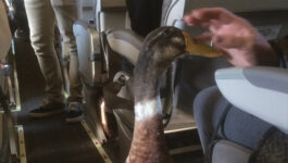 Cute passenger alert! Duck boards flight wearing booties and diaper