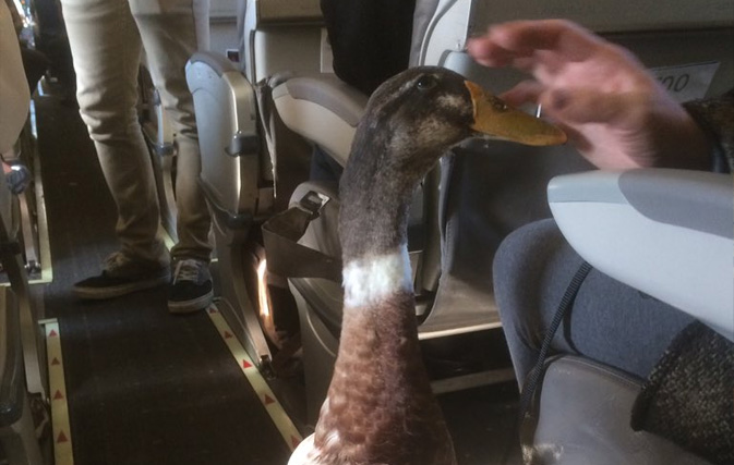 Cute passenger alert! Duck boards flight wearing booties and diaper