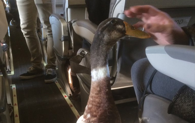 Cute passenger alert! Duck boards flight wearing booties and diaper