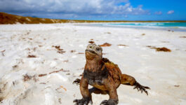 Africa, Galapagos Islands savings now available with Goway