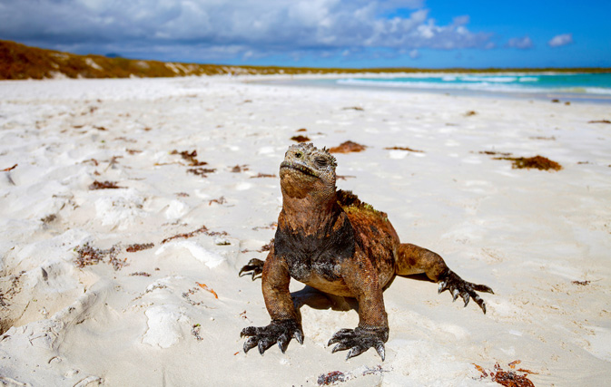 Africa, Galapagos Islands savings now available with Goway