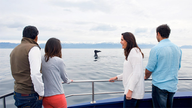 Whale Watch Kaikoura