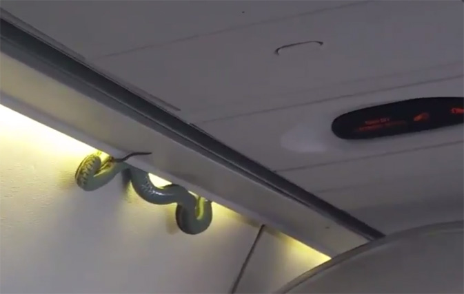 Video: Real life ‘Snakes on a Plane’ scenario shocks plane full of passengers