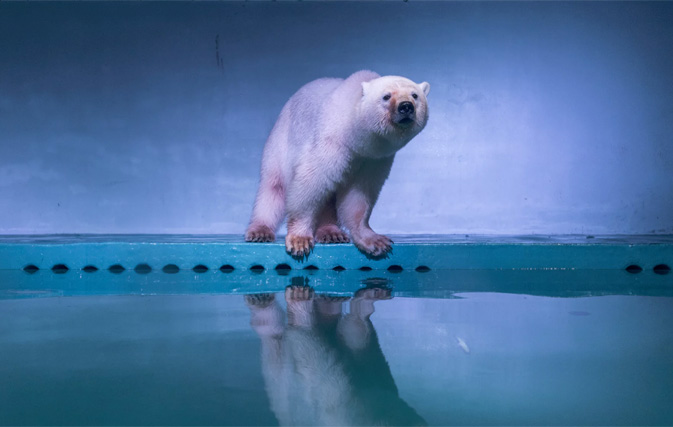 ‘World’s saddest polar bear’ temporarily rescued from Chinese mall