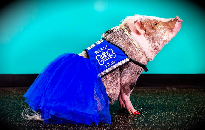 Therapy pig wows crowds at San Francisco Airport