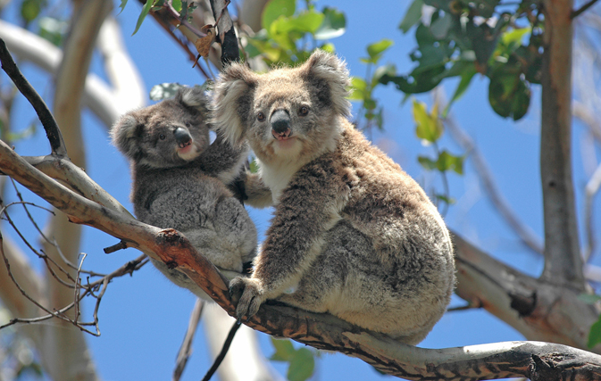 Browse through 80+ tours in Boomerang’s new Australia & NZ programs