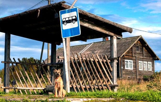 Who let the dogs out? London launches world’s first tour bus for dogs