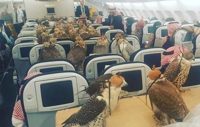 80 falcons take flight – with other passengers onboard