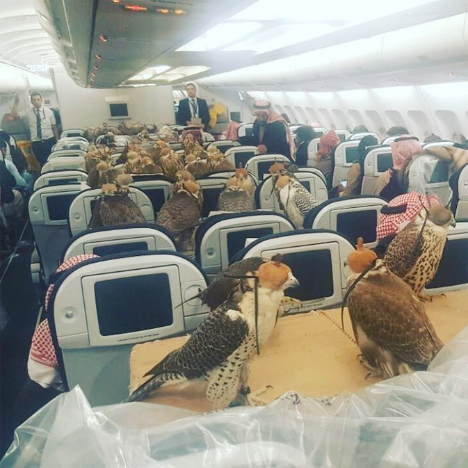 80 falcons take flight