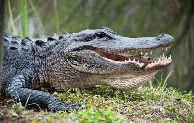 Leaping alligator has airboat passengers screaming in Facebook Live video
