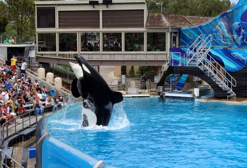Final curtain for the killer whale show at SeaWorld San Diego