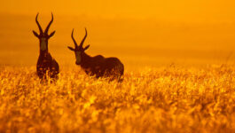 Tourcan Vacations hosts South Africa presentations
