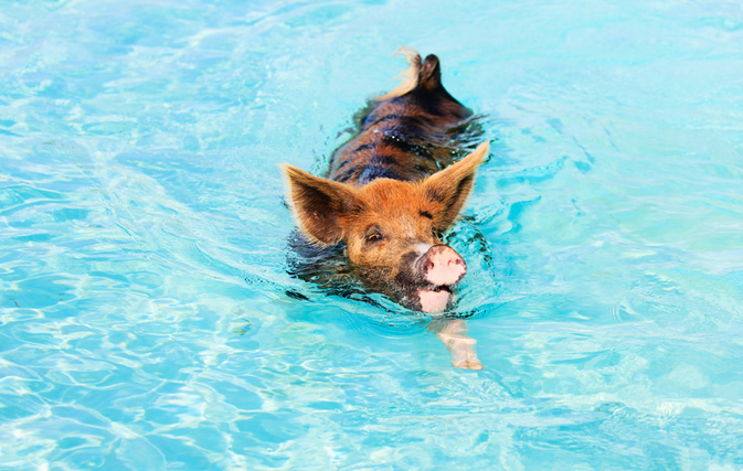 This is what really killed the Bahamas’ famous swimming pigs