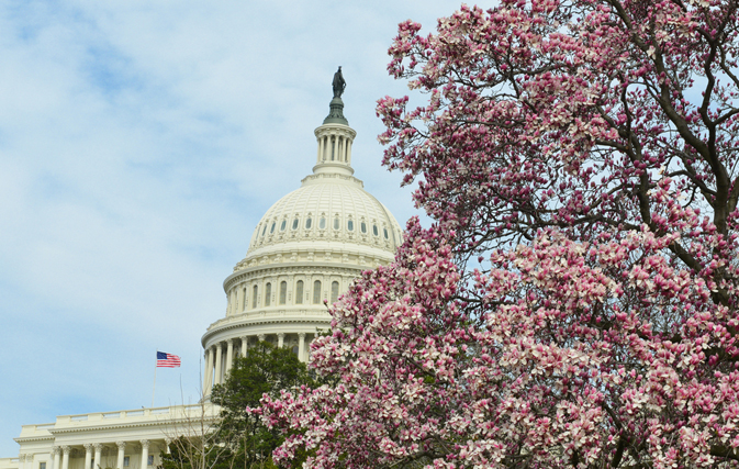 DC's famous cherry blossom bloom at risk as cold snap hits U.S. capital