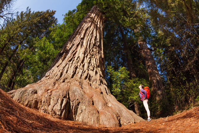 Redwood National and State Parks