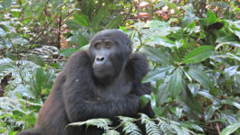 Gorilla tracking in Bwindi Inpenetrable National Park