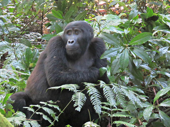 Gorilla tracking in Bwindi Inpenetrable National Park