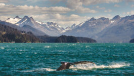 All are invited to board Holland America’s virtual voyage to Alaska
