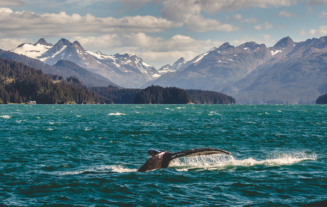 All are invited to board Holland America’s virtual voyage to Alaska