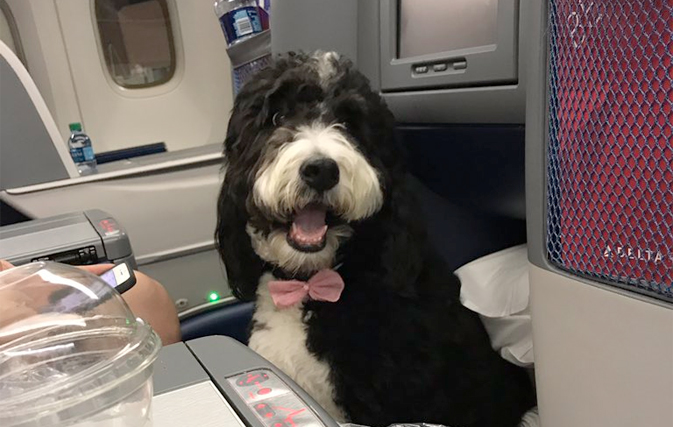 Political pundit complains about four-legged seatmate, gets destroyed on Twitter