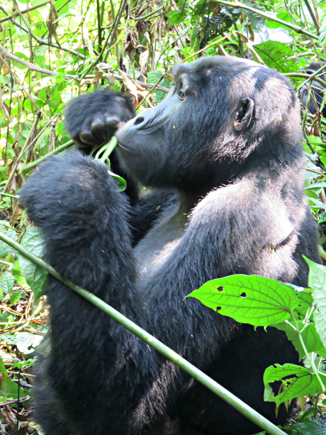 Uganda’s rare mountain gorillas