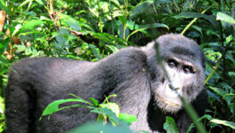 Uganda’s rare mUganda’s rare mountain gorillasountain gorillas