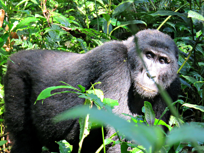 Uganda’s rare mUganda’s rare mountain gorillasountain gorillas