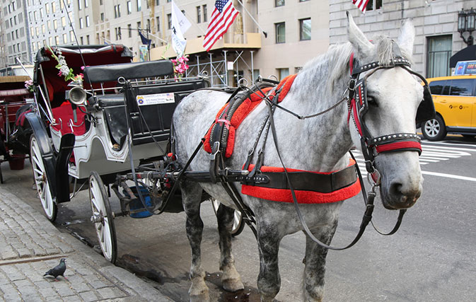 New York City carriage horse breaks free and runs through rush hour traffic
