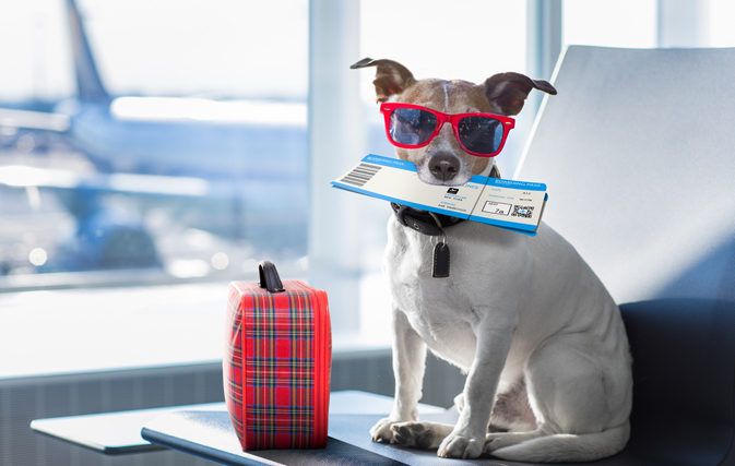 Dogs & cats can earn rewards, fly free with this pet-friendly airline