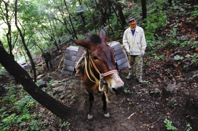 A man walks behind a mule carrying bricks up the steep path towards the Jiankou section of the Great Wall, located in Huairou District, north of Beijing, China, June 7, 2017. REUTERS/Damir Sagolj