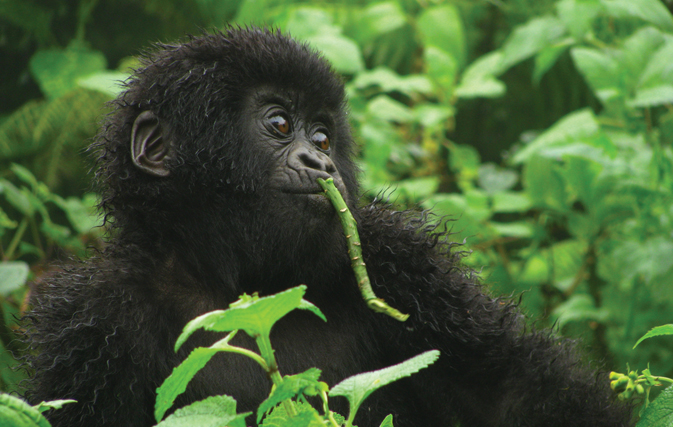 As Rwanda doubles the cost of gorilla safaris, Intrepid keeps their price down