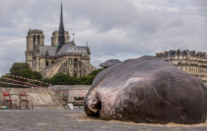 Is there a beached whale in Paris right now?