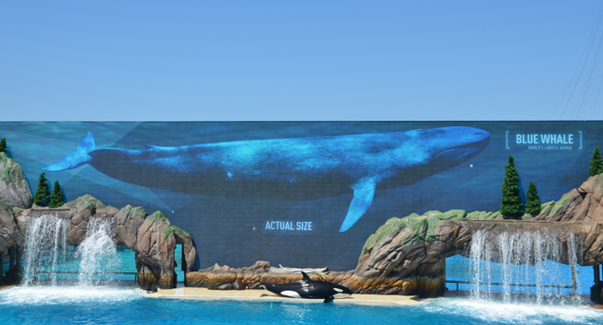 Orca Encounter at SeaWorld San Diego