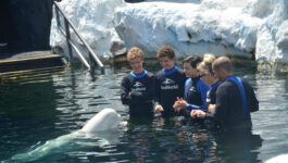 Meeting a beluga whale at SeaWorld San Diego