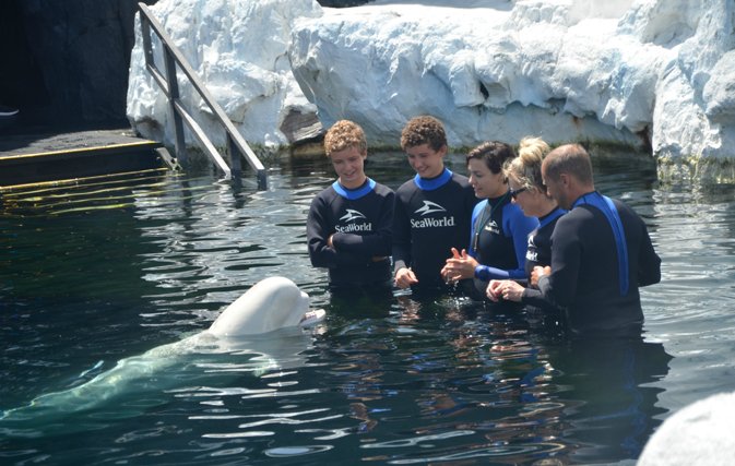 Meeting a beluga whale at SeaWorld San Diego