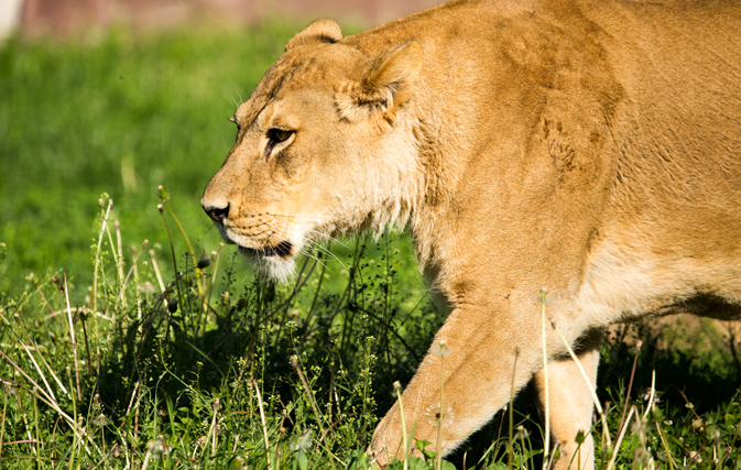 Watch the amazing reunion between a woman and the lions she raised as cubs