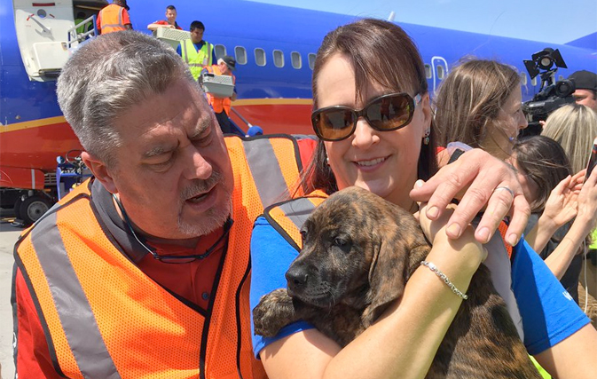 This airline flew a plane full of dogs and cats out of hurricane-ravaged Houston