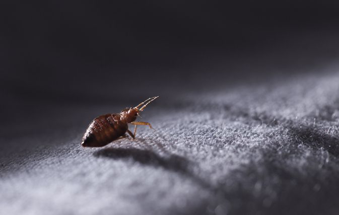 Halloween comes early: Bed bugs were 'pouring out of the back of the seat’