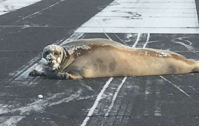 Welcome to Alaska: Where a 450-pound seal need to be removed from the runway