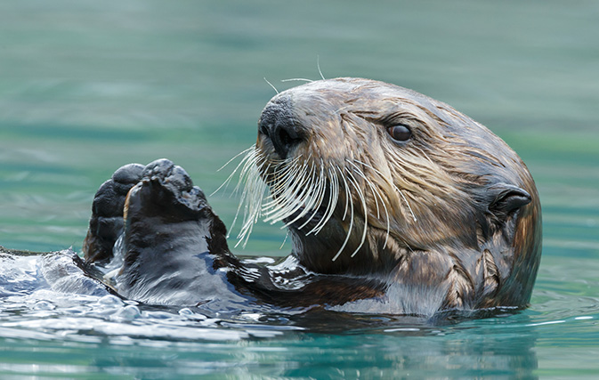 Watch these adorable otters run amok on airport tarmac