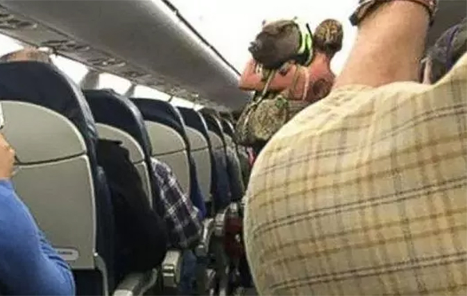 Did that duffel bag just oink? Photo of pig getting kicked off flight now going viral